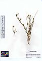 Brickellia frutescens (6193171475)