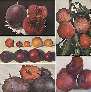 Burbank satsuma plum