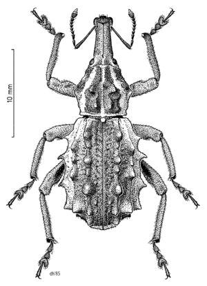 COLE Curculionidae Hadramphus spinipennis.png
