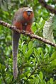 Callicebus discolor 2