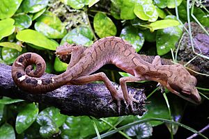 Cat gecko (Aeluroscalabotes felinus) 1.jpg