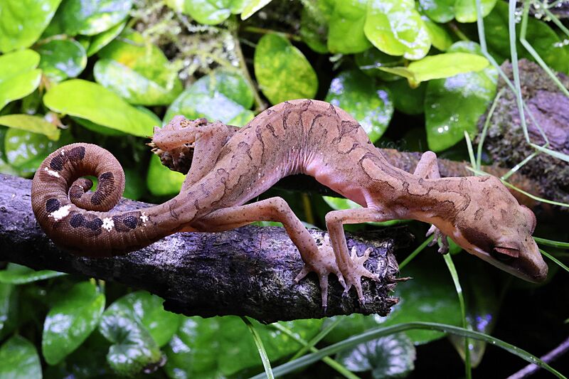 Cat gecko (Aeluroscalabotes felinus) 1