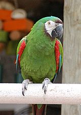 Chestnut-fronted Macaw (Ara severa) -Southwicks Zoo c.jpg