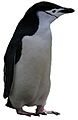 Chinstrap Penguin white background