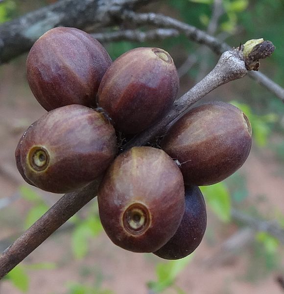 Coffea racemosa berries