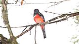 Collared Trogon (Trogon collaris) (5771866925)