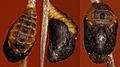 Common Imperial pupa before emergence (3696514264)