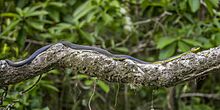 Common tree snake (Dendrelaphis punctulatus) Daintree 2