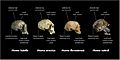 Comparison of skull features of Homo naledi and other early human species