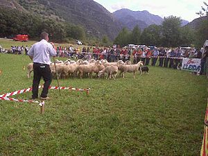 Sheepdog trials at Llavorsí