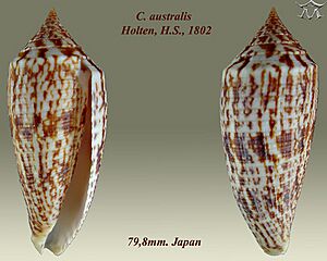 Conus australis 1.jpg