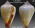 Conus fuscoflavus 2