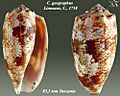 Conus geographus 3