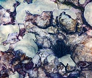 Coral and Other Invertebrates in Kealakekua Bay