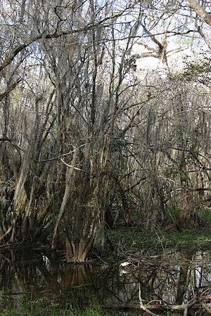 Cypress Swamp FL