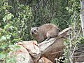 Dassie southafrica