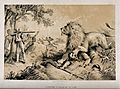 David Livingstone attacked by a lion in Africa. Lithograph. Wellcome V0018847