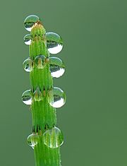 Dew on a Equisetum fluviatile Luc Viatour