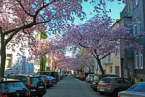 Dortmund Kaiserstraßenviertel