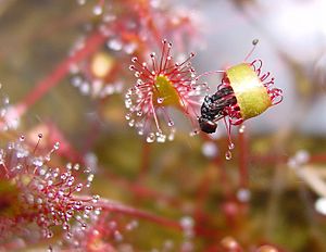 Drosera anglica ne4