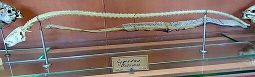 Electrophorus electricus - squelette MNHN (cropped)