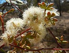 Eucalyptus microcarpa buds
