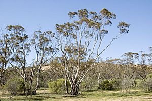 Eucalyptus porosa.jpg