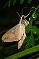 Eumorpha fasciatus Imago (Adult Moth) Side View By Shaina Noggle