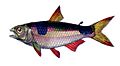 Exodon paradoxus Castelnau
