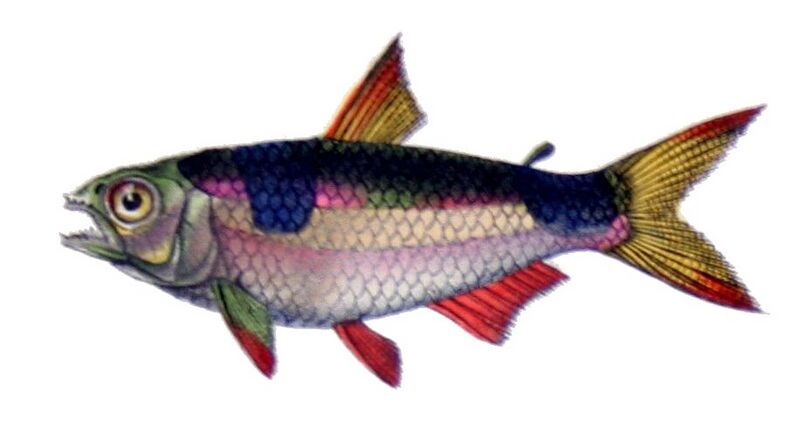 Exodon paradoxus Castelnau