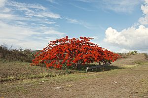 Flamboyan tree, Juana Diaz, PR - panoramio