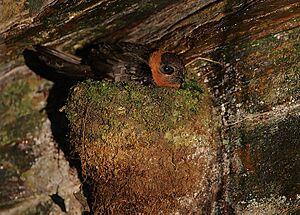 Flickr - Rainbirder - Chestnut-collared Swift (Streptoprocne rutila) on the nest.jpg
