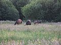 Flood meadow by the River Clun in Glamorgan