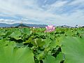 Fujiwara Palace, Nelumbo Nucifera (lotus) 01