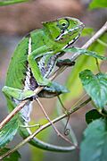 Furcifer balteatus