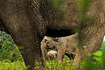 Gajah Sumatra.jpg