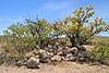 Geronimo Surrender Site