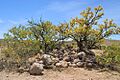 Geronimo surrender site