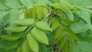 Gliricidia sepium (Madre de cacao - Mindanao, Philippines).jpg