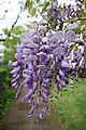 Wisteria blooms are a light violet color.
