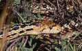 Gopher Snake (Pituophis catenifer) (3519429347) (cropped)