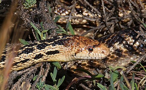Gopher Snake (Pituophis catenifer) (3519429347) (cropped)