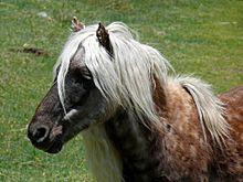 Grayson Highlands Ponies-27527-6