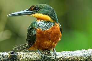 Green-and-Rufous Kingfisher (female) - Flickr - Becky Matsubara