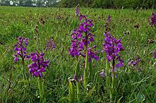 Green Winged Orchids - geograph.org.uk - 790815.jpg