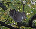 Grey Squirrel with Sycamore fruits GT