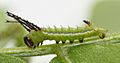 Honey Locust Moth larva, Megan McCarty136