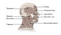 Illu head neck muscle
