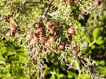 Juniperus phoenicea berries