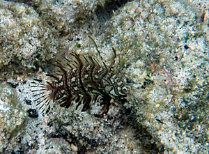 Juvenile rockmover in Kona